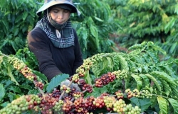Vietnam seeks to expand export markets for farm produce