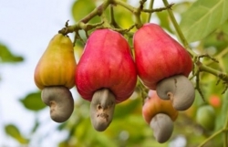 Vietnamese cashew nuts occupy nearly 90 percent of US market share