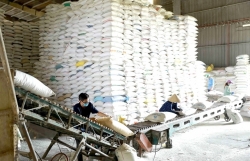 Việt Nam likely to achieve rice export target this year