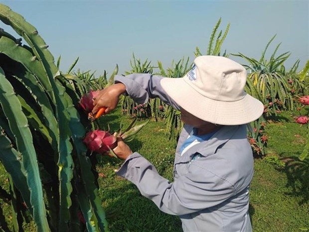 Binh Thuan province enhances dragon fruit exports hinh anh 1
