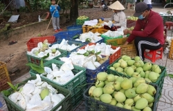 Planting area codes key for Vietnam"s farm produce exports