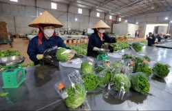 Da Lat vegetables exported to Singapore, RoK