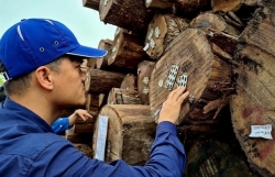 Huge potential for Vietnam’s timber exports