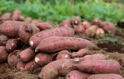 Sweet potato to be officially exported to China