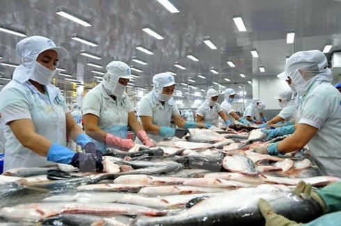 china becomes vietnams second biggest tra fish market