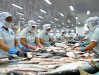 China becomes Vietnam’s second biggest tra fish market