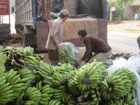 vietnam banana exports see upbeat outlook