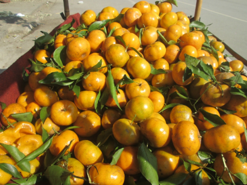 quang ninh seized 48 tons of smuggled chinese mandarin oranges