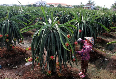 vietnamese fruit sent to tough markets