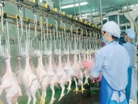 First Vietnamese company to export chicken to Japan