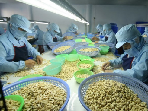cashew nut exports expected to exceed us 3 billion