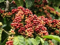 Coffee exports - carelessness is the loss of second Position