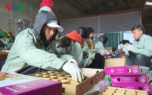 moc chau people grow passion fruit for export