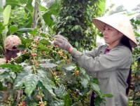 Vietnam expects to export 1.7 mln tonnes of coffee this year