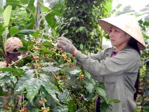 vietnam expects to export 17 mln tonnes of coffee this year