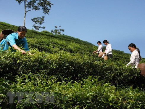 vietnam exports 14200 tonnes of tea to taiwan in nine months