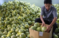 Russia increases import of fresh Vietnamese pomelos