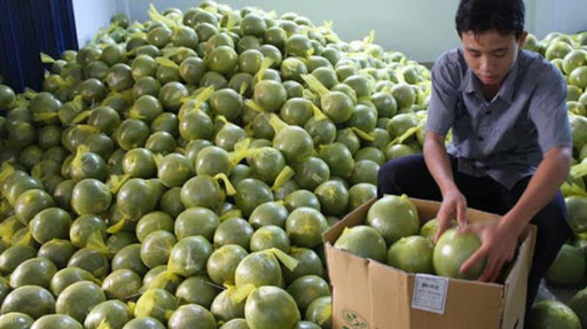 There are positive outlook for pomelo exports to demanding markets in the time ahead