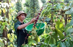 EVFTA facilitates Vietnamese coffee exports to Scandinavian market