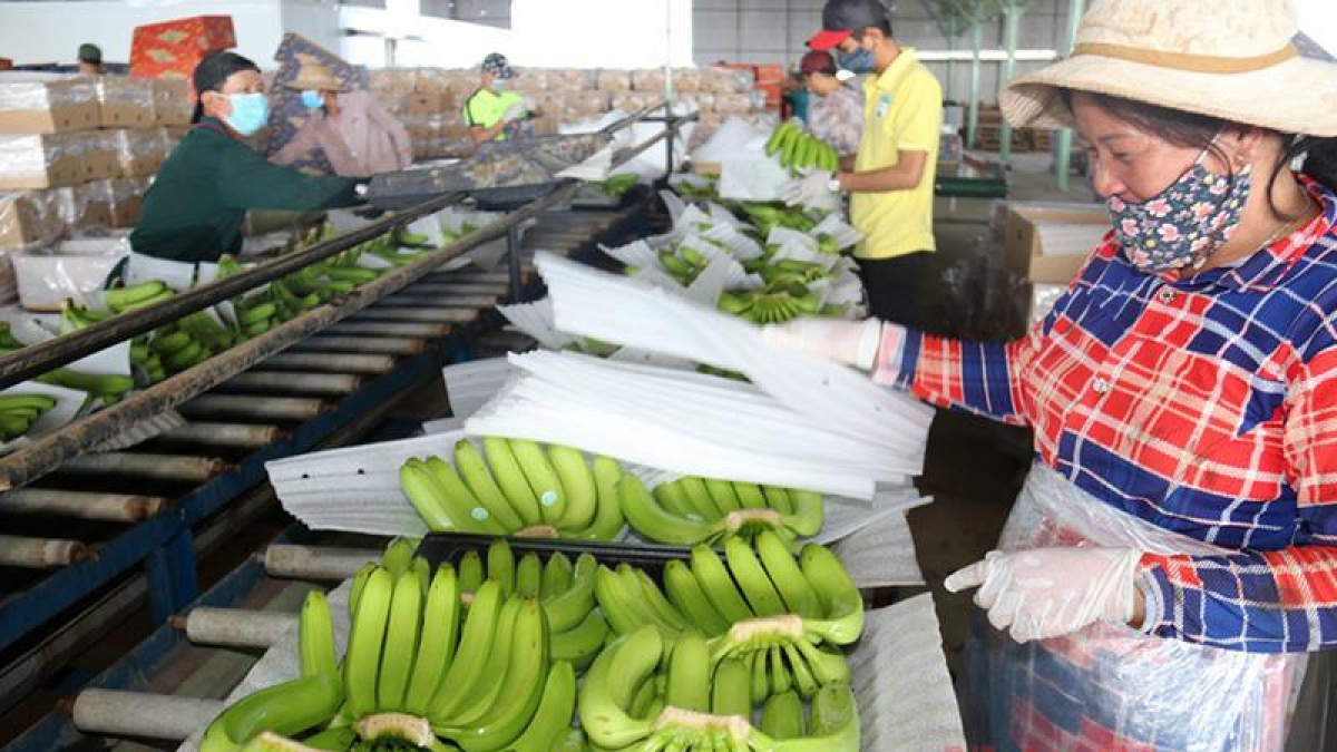 A clean banana preliminary processing facility in Laos