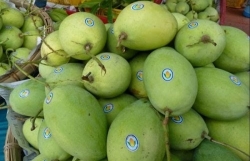 Export of Vietnamese mangoes to US on the rise