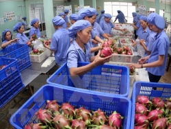 EU remains promising market for Vietnamese fruit