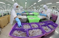 Shrimp industry strives to remain big foreign currency earner