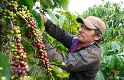 Vietnam’s coffee export predicted to grow higher