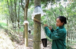 Vietnam’s rubber exports to India on sharp rise in 9 months