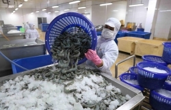 Shrimp farming gradually recovers in Mekong Delta, exports remain robust