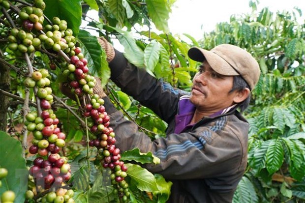 Vietnam’s coffee export predicted to grow higher hinh anh 1