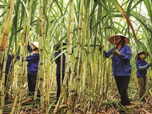 Sugar industry targets to restore cane output hinh anh 1