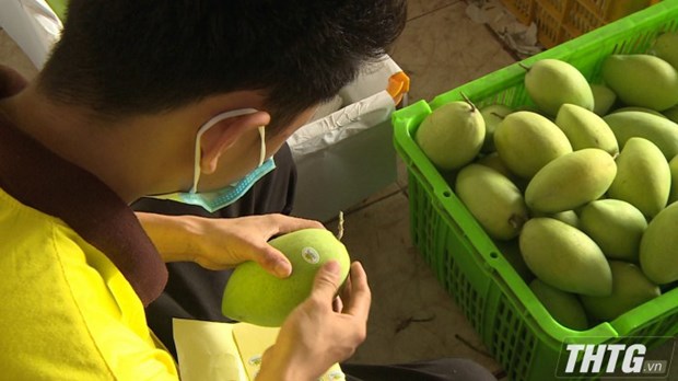 Tien Giang pushes granting of planting area codes to boost fruit export hinh anh 2