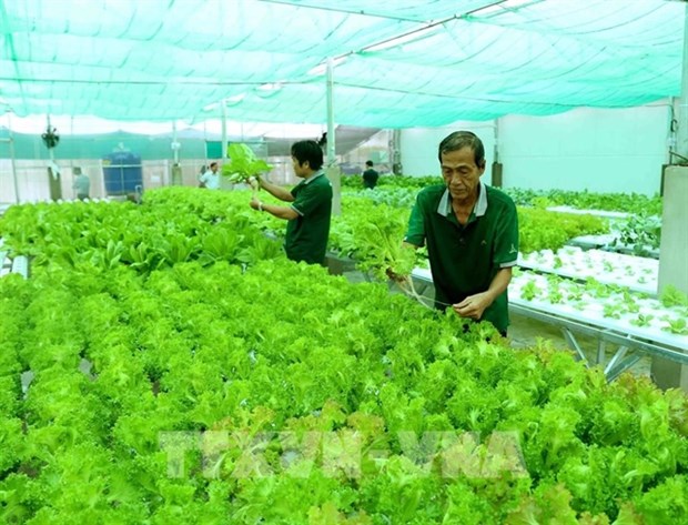 Vietnam must specify target markets for organic farm produce hinh anh 1