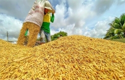 VN set to export 7 million tonnes of rice this year