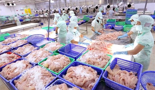 Fishery export completely recovers after COVID-19: official hinh anh 1
