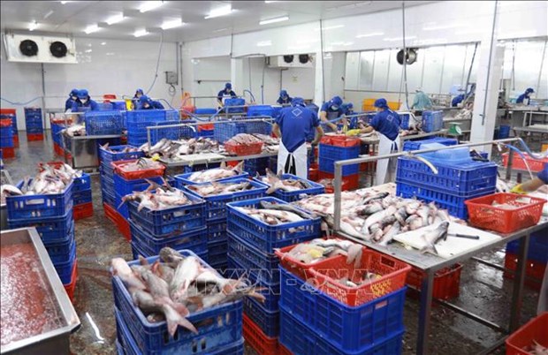Fishery export completely recovers after COVID-19: official hinh anh 2