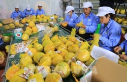Green transition creates opportunities for Vietnam’s export: forum