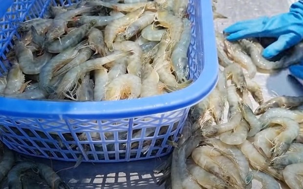 Vietnam named among leading sources of seafood supply for US hinh anh 2