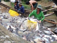 responses to incorrect and defamatory information on tra fish bred in the cuu long mekong river