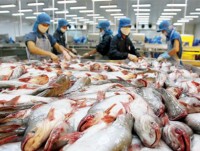 pangasius hypophthalmus fish exports to china big opportunity but many risks