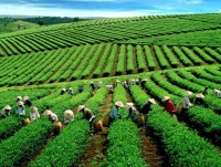 Tea exports rebound but still lower than 5 years ago