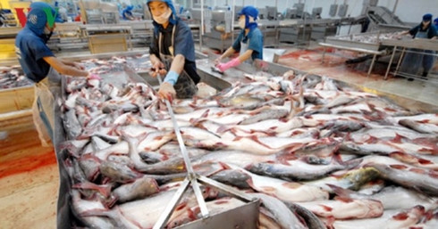 us becomes vietnams largest tra fish importer
