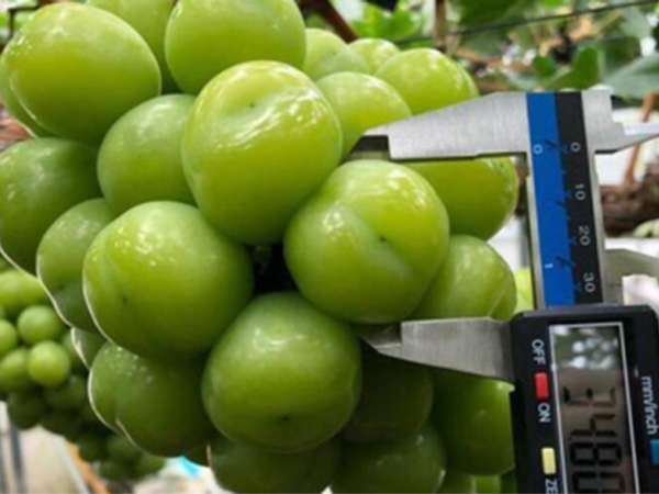 Vietnamese consumers spend big money on imported fruits