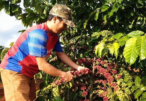 coffee sector targets us 6 billion in export turnover during 2020