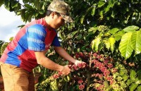 Coffee sector targets US$6 billion in export turnover during 2020