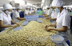 Vietnam remains world"s top cashew exporter