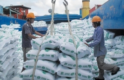 Rice export price soars to roughly US$500 per tonne