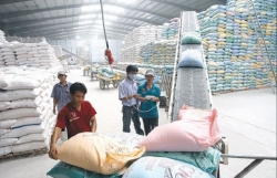 The door wide open for Vietnamese rice into UK market