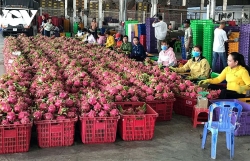 Local dragon fruit exports to China face hurdles